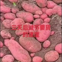 云南高山红皮黄心土豆大量量上，货源稳定。天天可以上货。