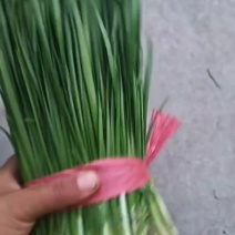 大叶韭菜