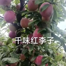 千味红李子