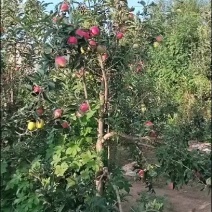 鲁丽一号苹果