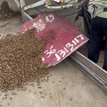 鲜花生大量上市一手资源
