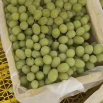 无核白葡萄