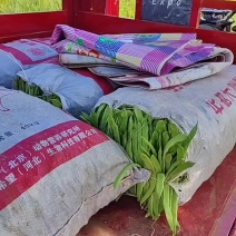豆角，