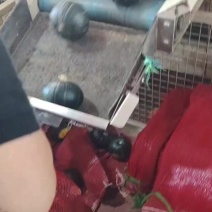 爆粉老瓜贝贝