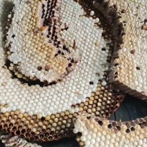 蜂蛹，红娘蜂蛹，新鲜蜂蛹，一级，二级，三级