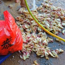 小黄姜，子姜