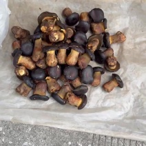 云南芒市野生菌代办