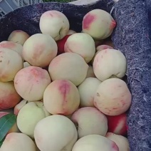 十四号蜜桃