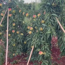 湖北随州龙腾山庄鹰嘴桃