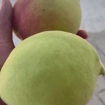 湖北随州龙腾山庄鹰嘴桃