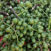 新鲜花椒