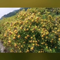 刺梨，货源充足，诚信经营，欢迎老板洽谈