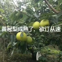 黄冠梨