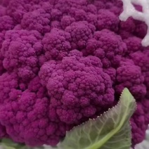 紫花菜
