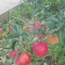昭通苹果
