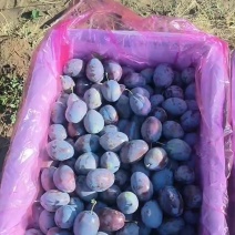 西梅大量上市了口感好
