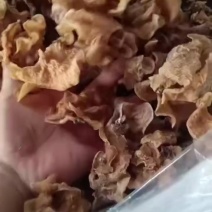 无根羊肚耳批发零售产地羊肚耳干羊肚耳当季羊肚耳沙耳羊肚耳