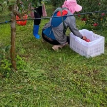 龙威苹果