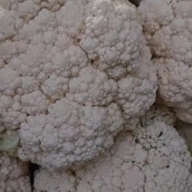 甘肃高原夏菜精品散花大量有货无根