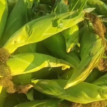 大理精品太阳花，玉米
