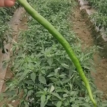 精品线椒二荆条产地大量供应黄皮线椒黑皮线椒泡椒红线椒货源充足