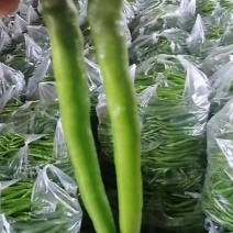 精品线椒二荆条产地大量供应黄皮线椒黑皮线椒泡椒红线椒货源充足