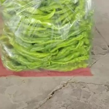 陇椒（玉椒一号）
