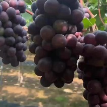 夏黑葡萄量大对接电商。市场商超物美价廉全国发货