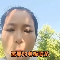 珍珠枣油桃三号