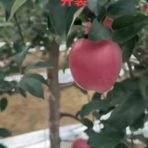 宜川鲁丽苹果