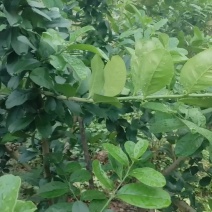 香水柠檬
