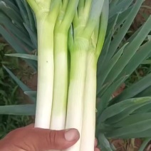 大葱
