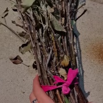 苹果枝卵条