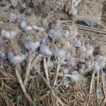 甘肃张掖市民乐县四六辨紧皮大蒜