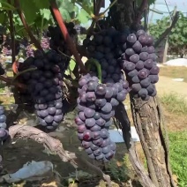 葡萄