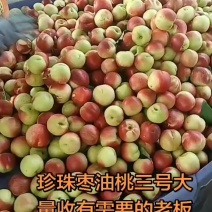 珍珠枣油桃三天