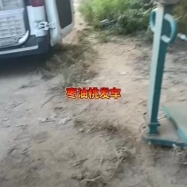 珍珠枣油桃三号