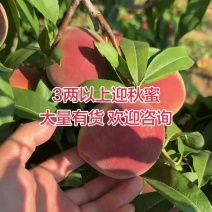 临朐蜜桃大量有货