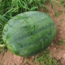 精品西瓜