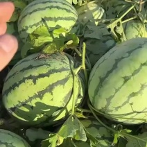 美都头茬