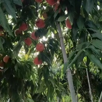 京玉鲜桃