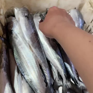 4/6鲅鱼工厂直营