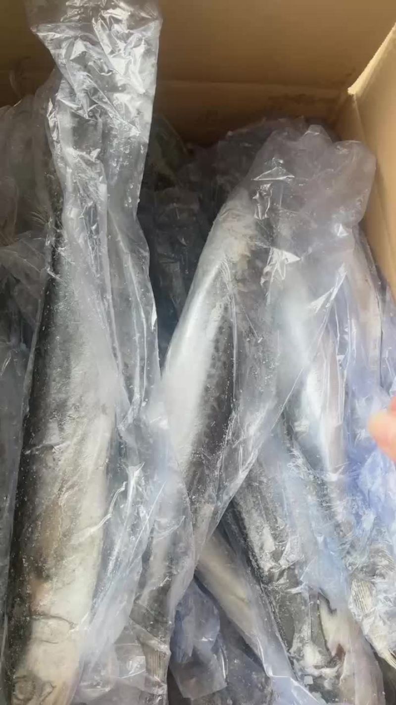 4/6鲅鱼工厂直营