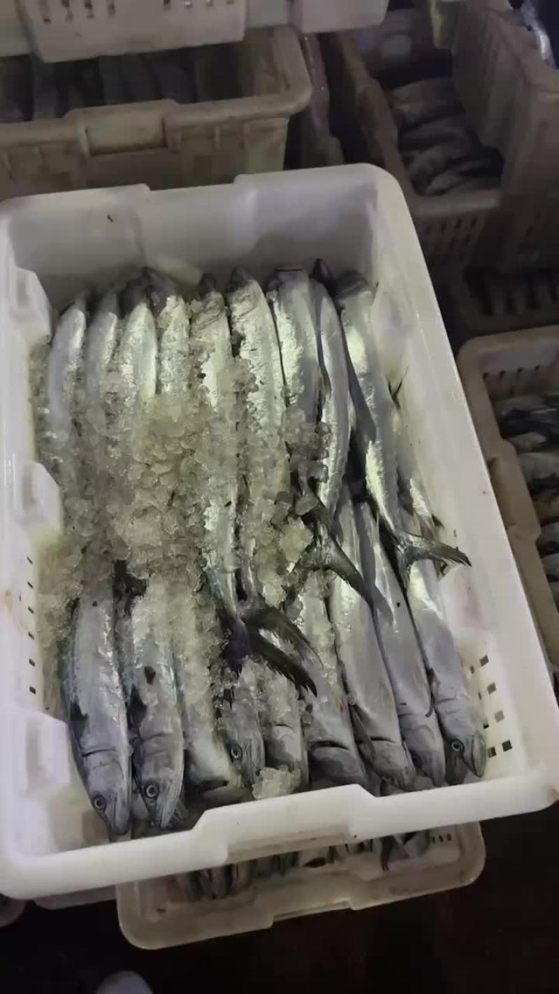 4/6鲅鱼工厂直营