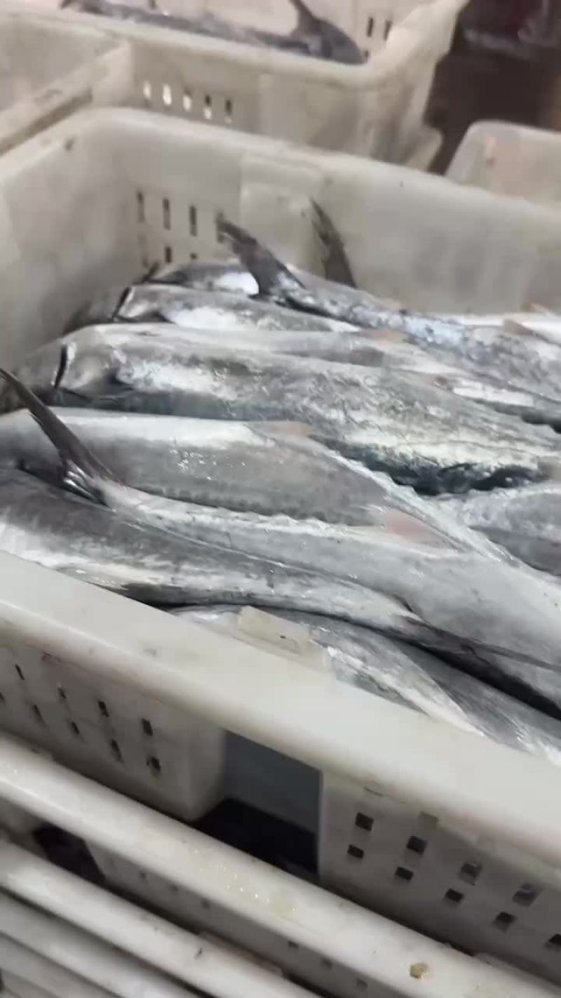 4/6鲅鱼工厂直营