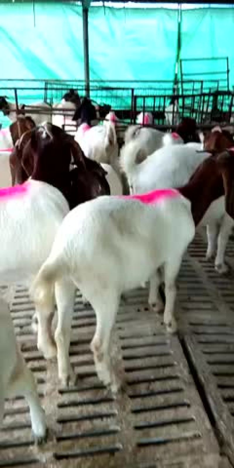 肉羊杜泊羊小尾寒羊绒山羊怎样可以买到羊苗