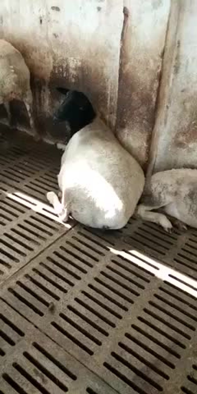 肉羊杜泊羊小尾寒羊绒山羊怎样可以买到羊苗