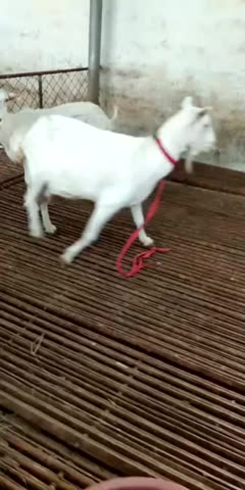 肉羊杜泊羊小尾寒羊绒山羊怎样可以买到羊苗