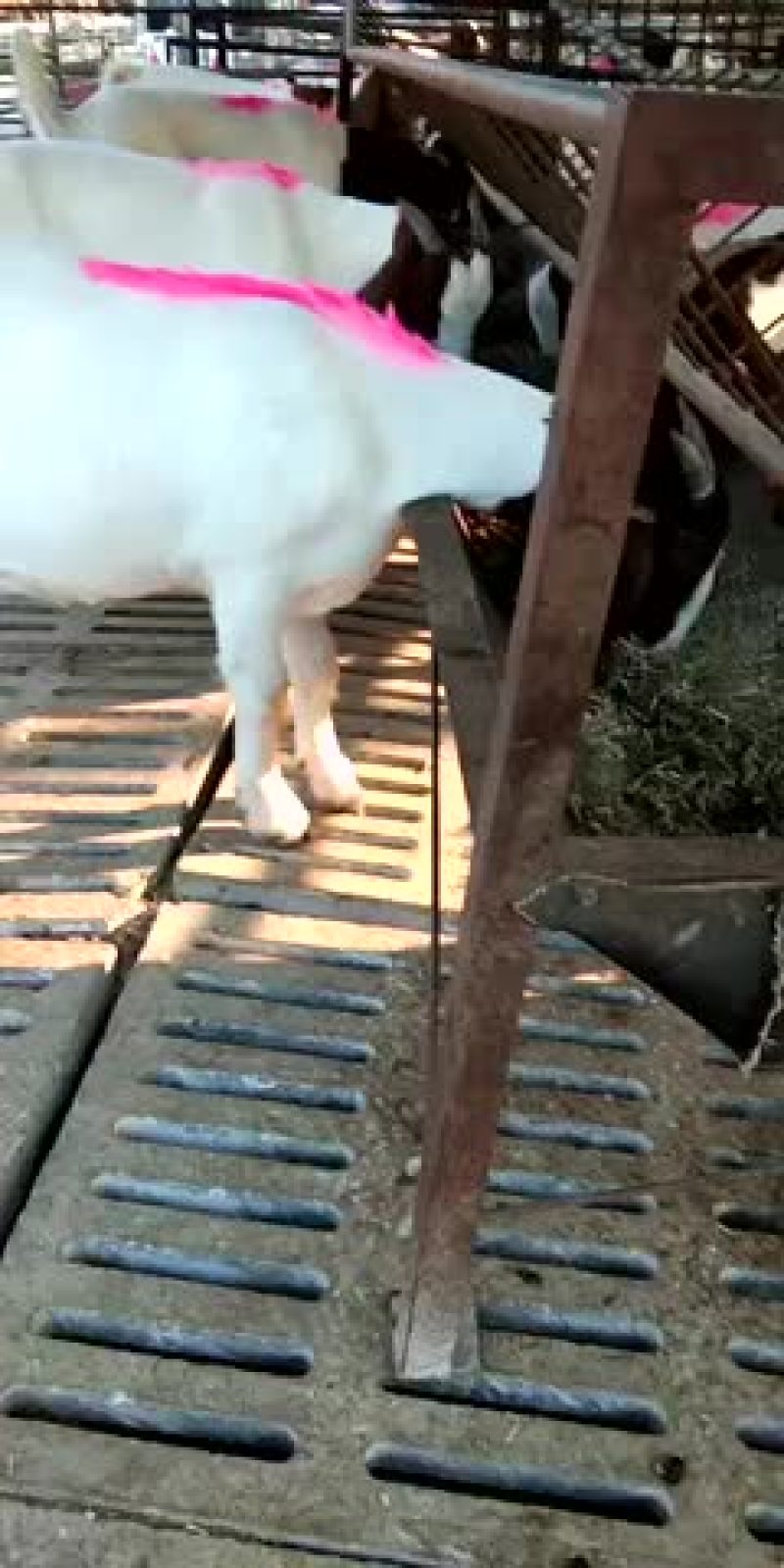 肉羊杜泊羊小尾寒羊绒山羊怎样可以买到羊苗