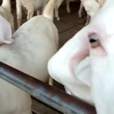 肉羊杜泊羊小尾寒羊绒山羊怎样可以买到羊苗